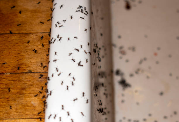 Best Affordable Pest Control Services  in Alma, NE